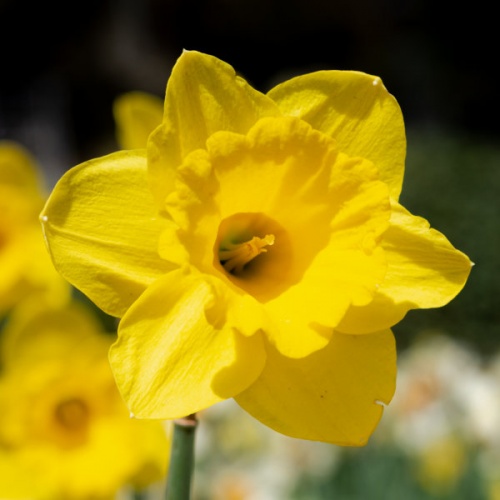 Daffodil Bulbs - Standard Value